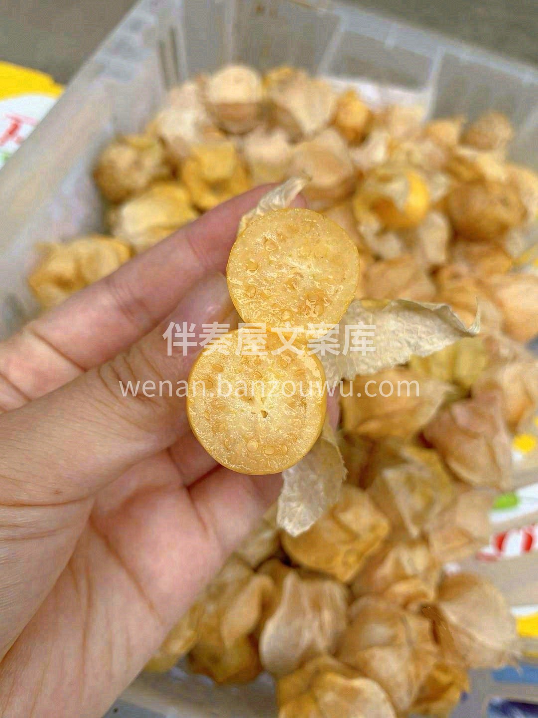 💛姑娘果一种来自东北的野生水果，穿着薄薄 配图1