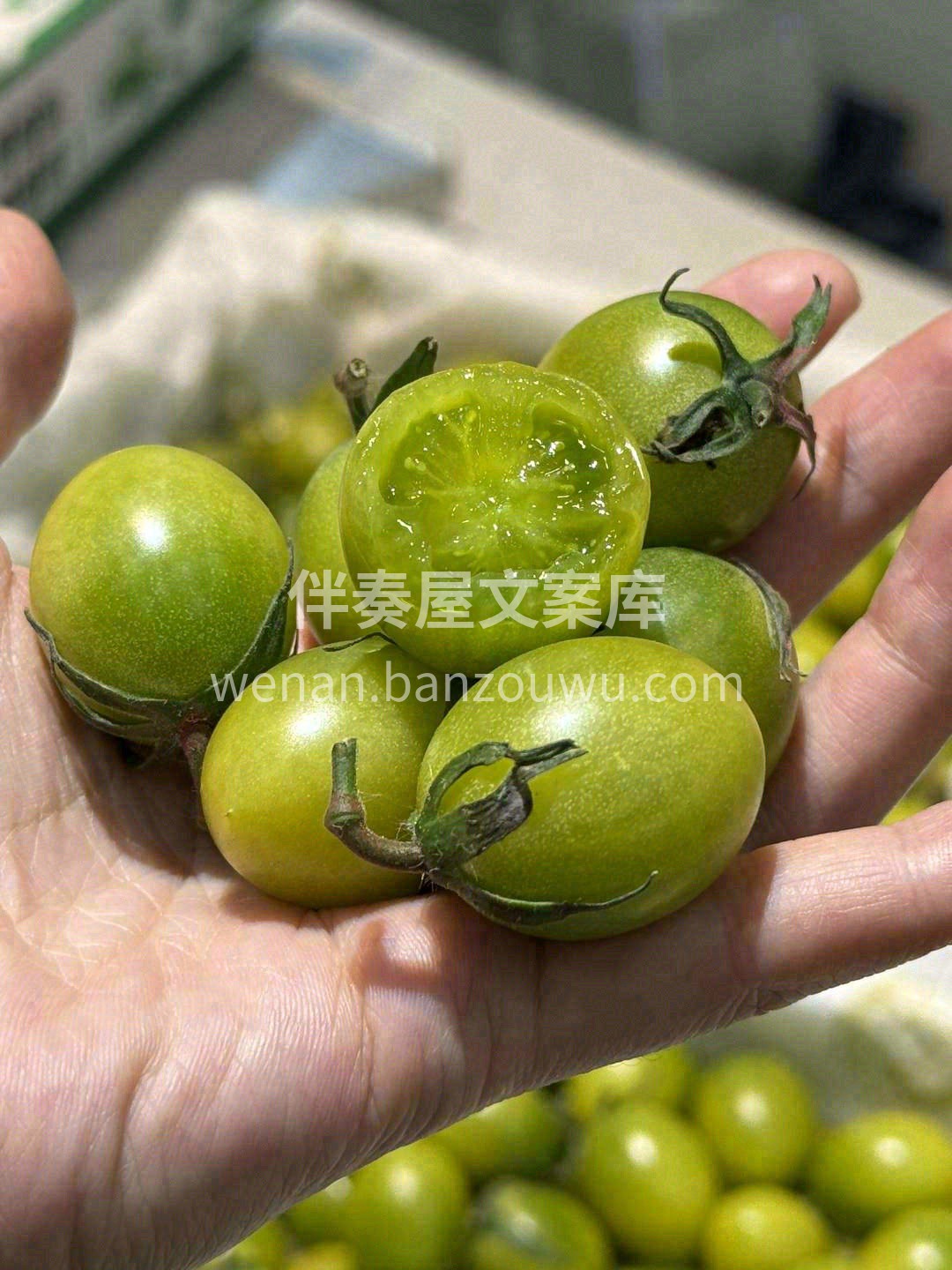 👉一颗一颗，鲜嫩饱满、甜蜜多汁的小番茄🍅 配图1