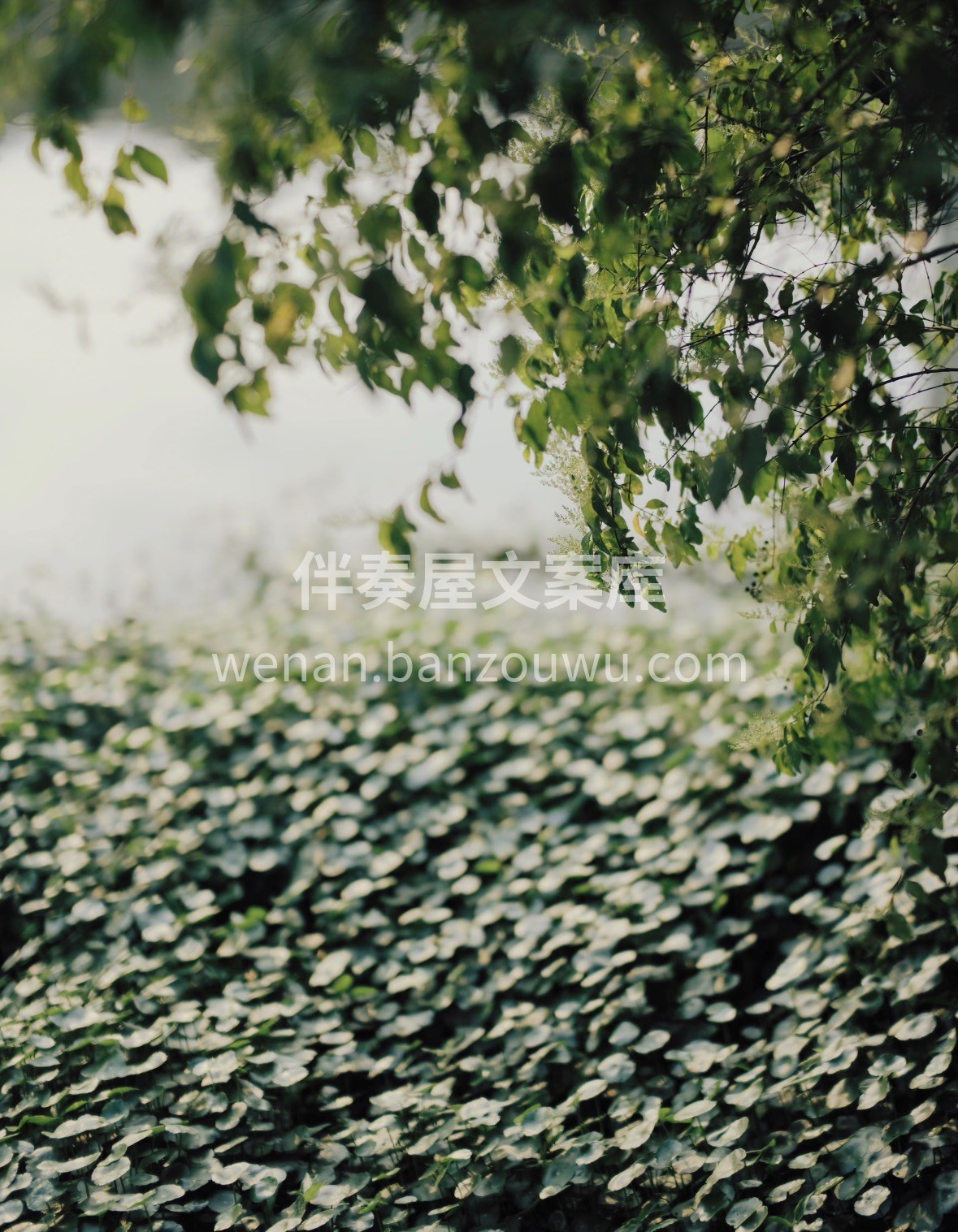 新春年货选碧螺春🎁 条索蜷曲藏春韵，鲜爽 配图1