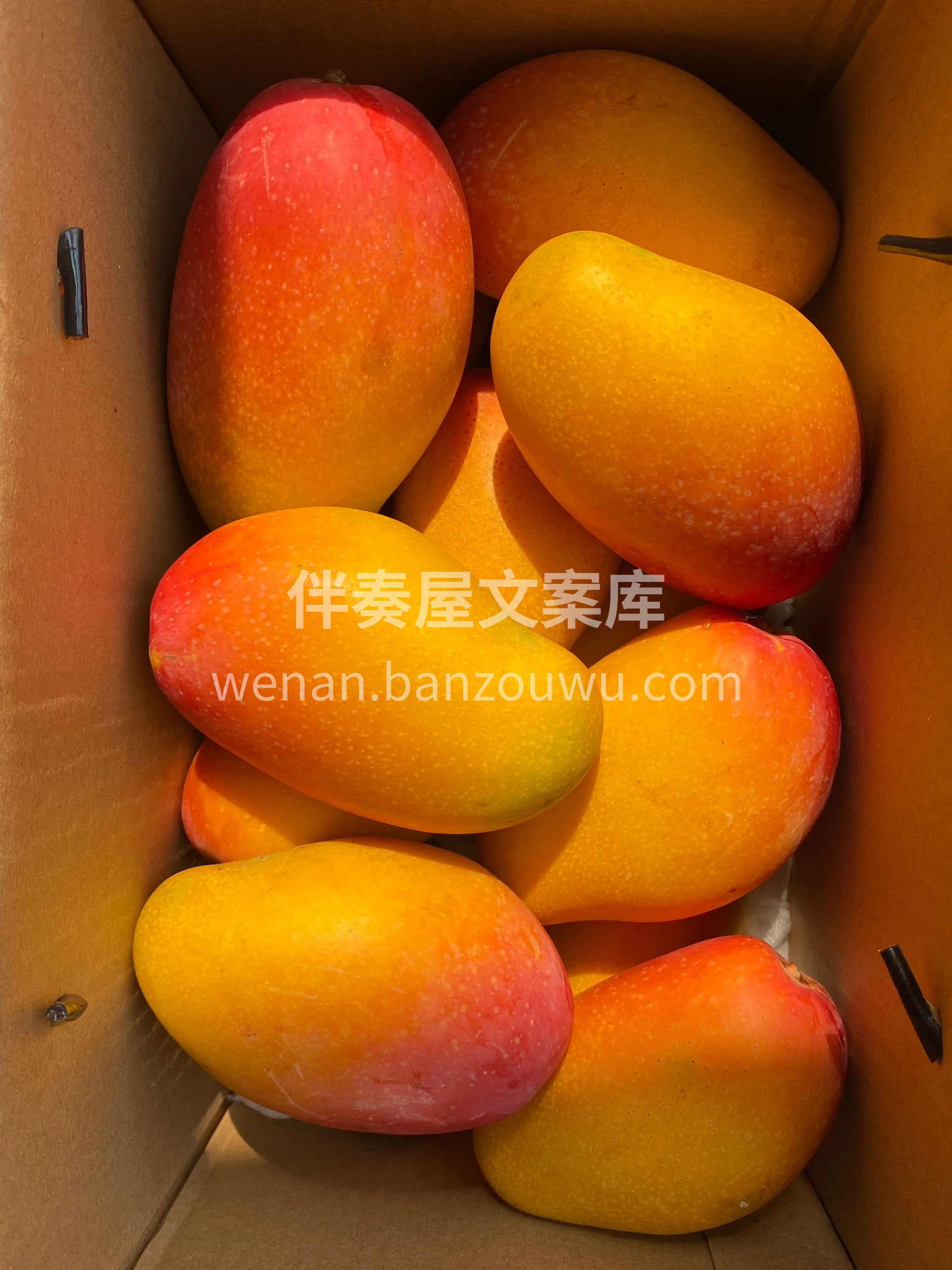 贵妃芒长得乖巧！颜值拉满🎉青红相接、黄绿 配图3