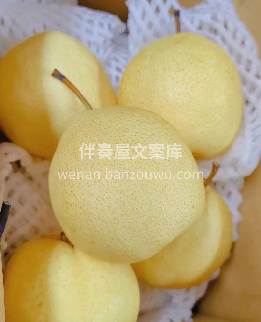皇冠梨🍐“天然矿泉水”谁还没有吃过？！  配图2