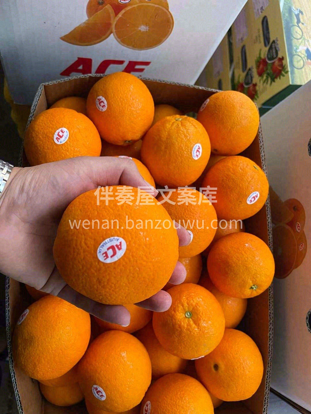 漂洋过海，满足您对橙子的一切幻想🚢 水汪 配图2