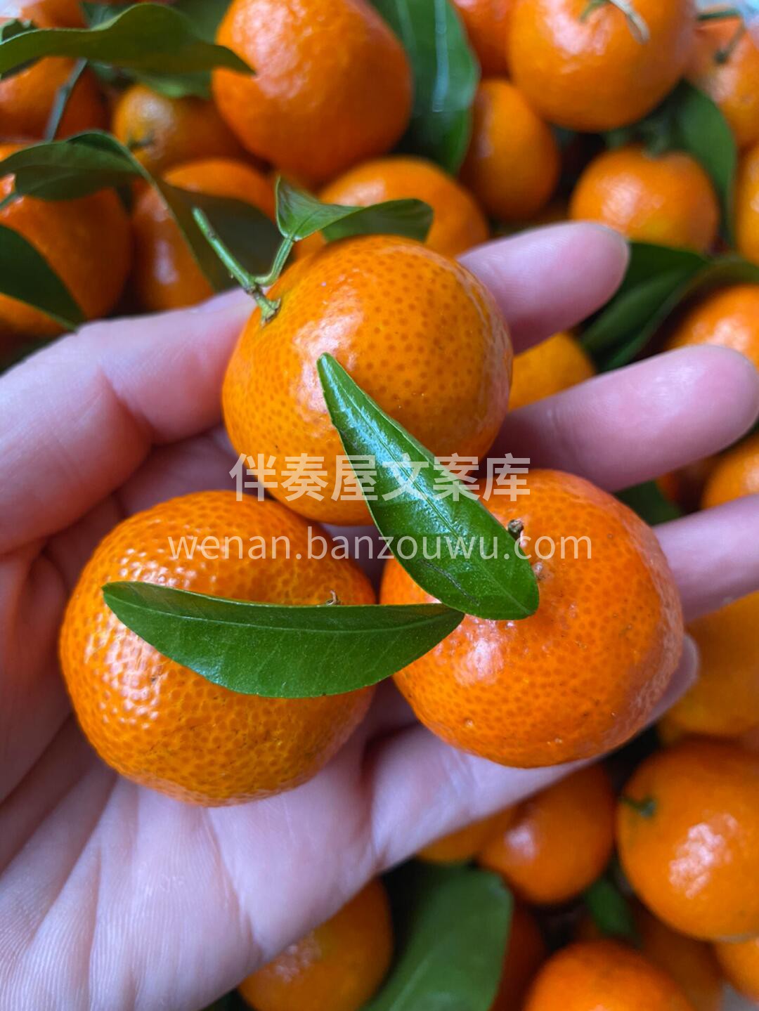谁又能拒绝又甜又好吃的砂糖橘呢？来自砂糖 配图3