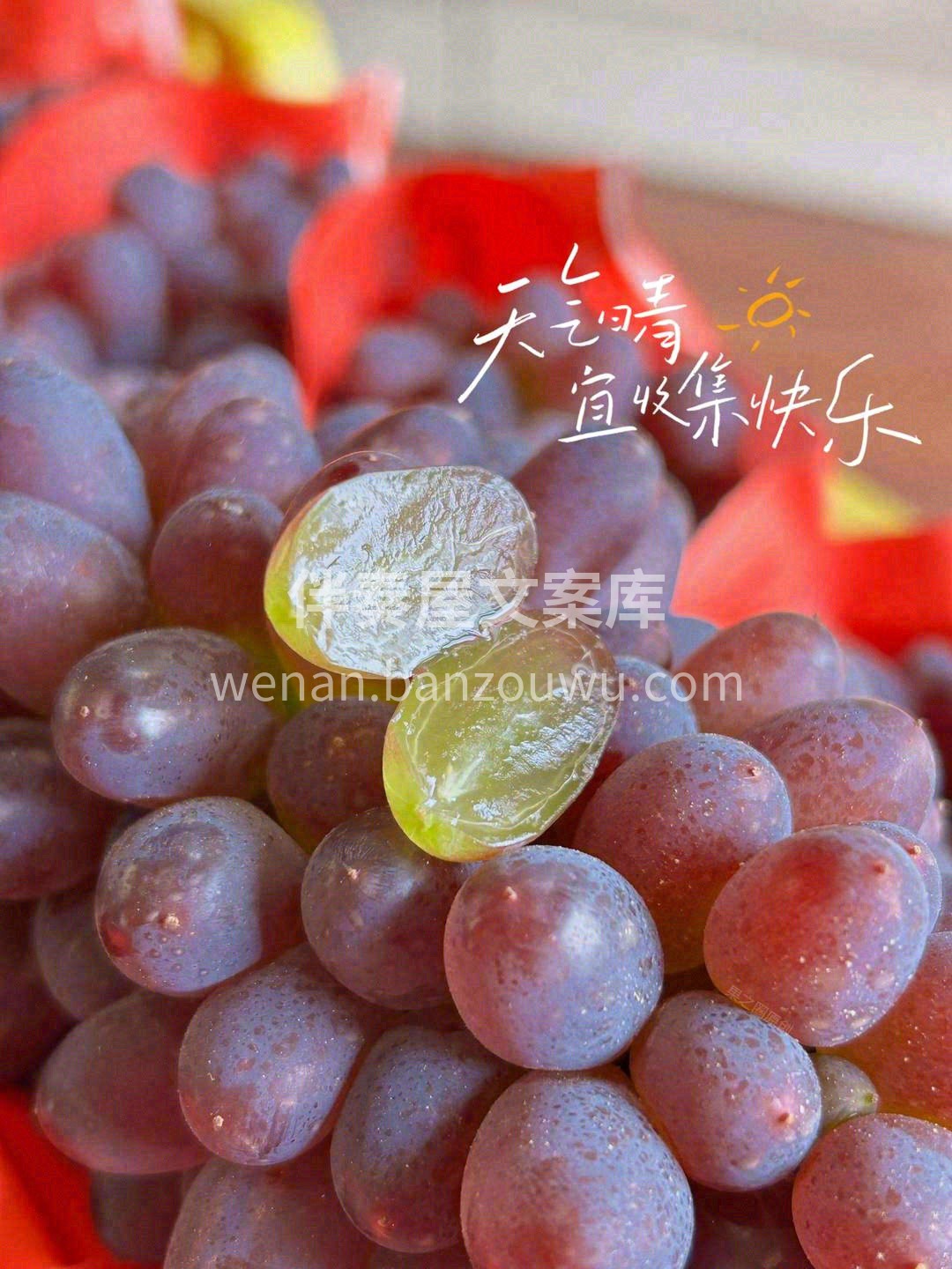 🌿天生的高贵气质，让人赏心悦目🍇 在这个 配图1
