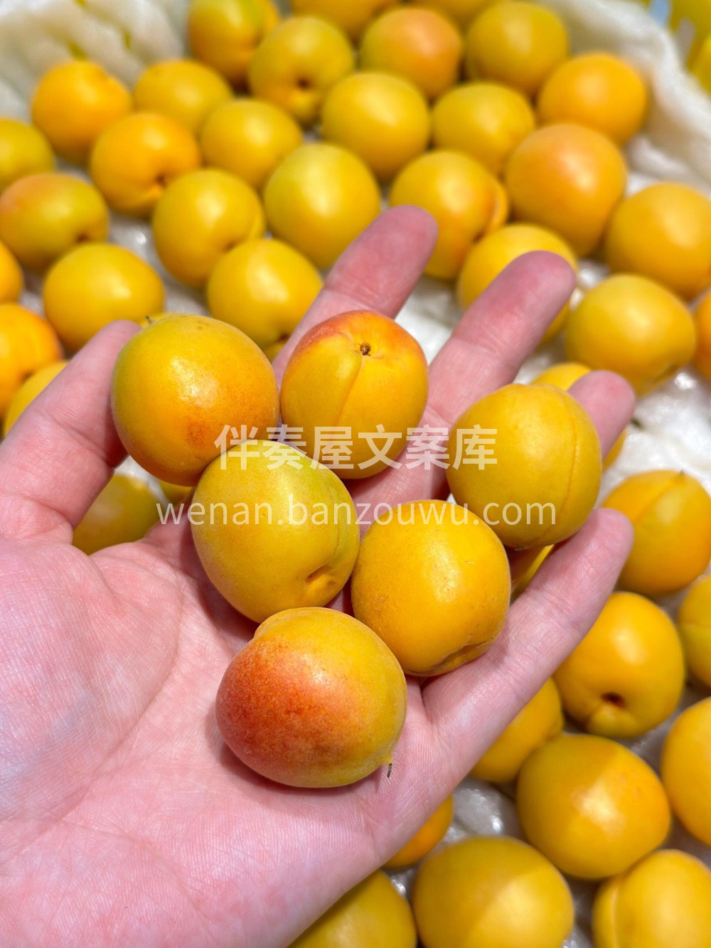 今日治愈色：黄色～ 💛#新疆吊干杏💚生活 配图2