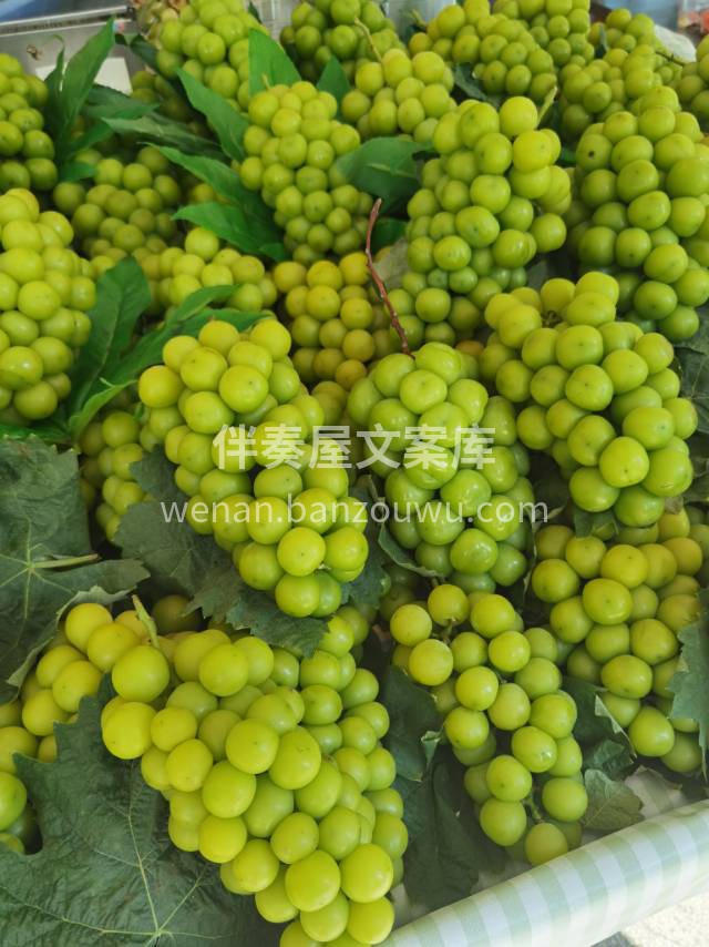 ✅阳光玫瑰到货☀️🌹 自带一股淡淡玫瑰清 配图2