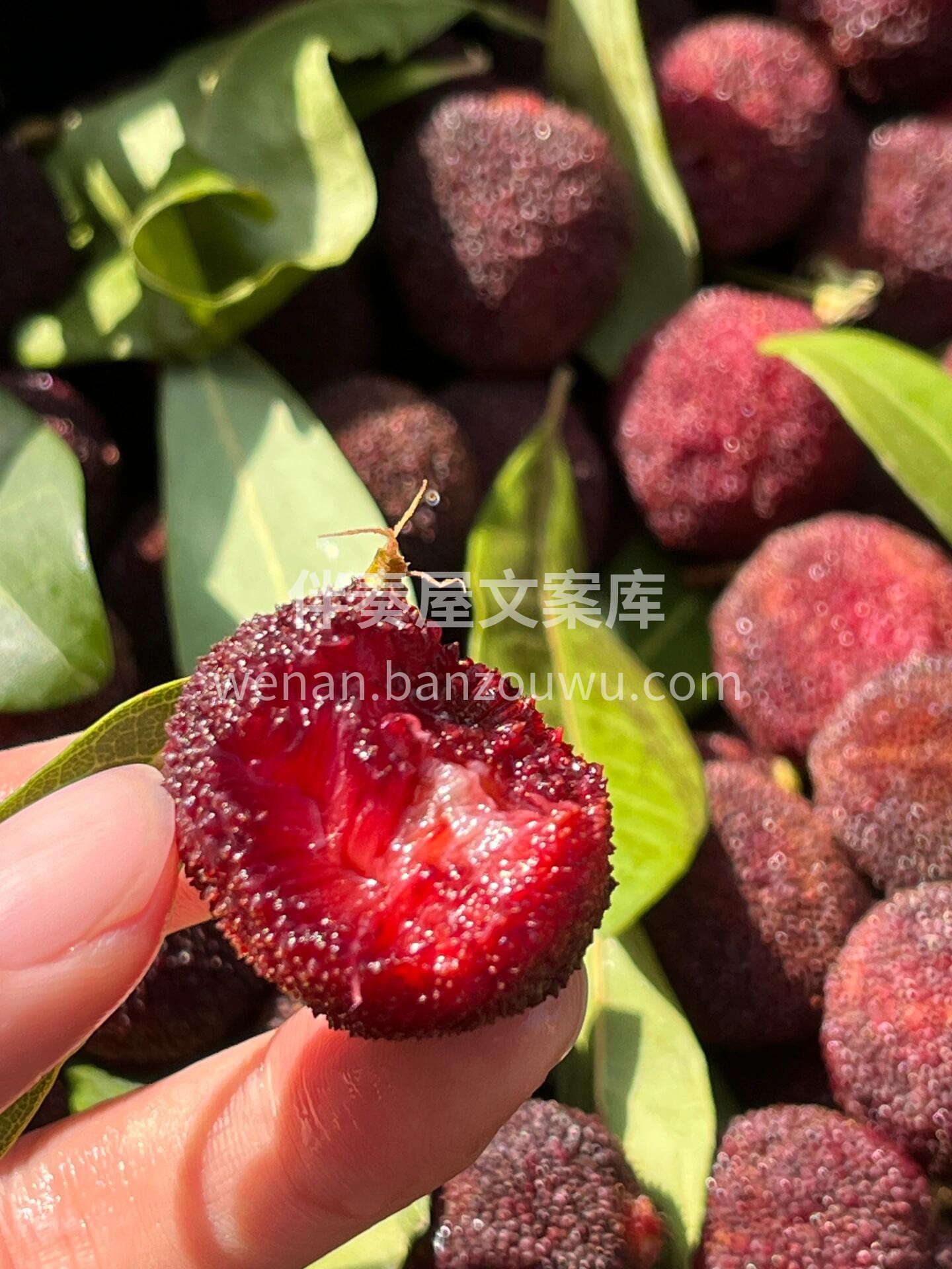 初夏👉新鲜杨梅补货到🌿 红得透亮，颗颗饱 配图1