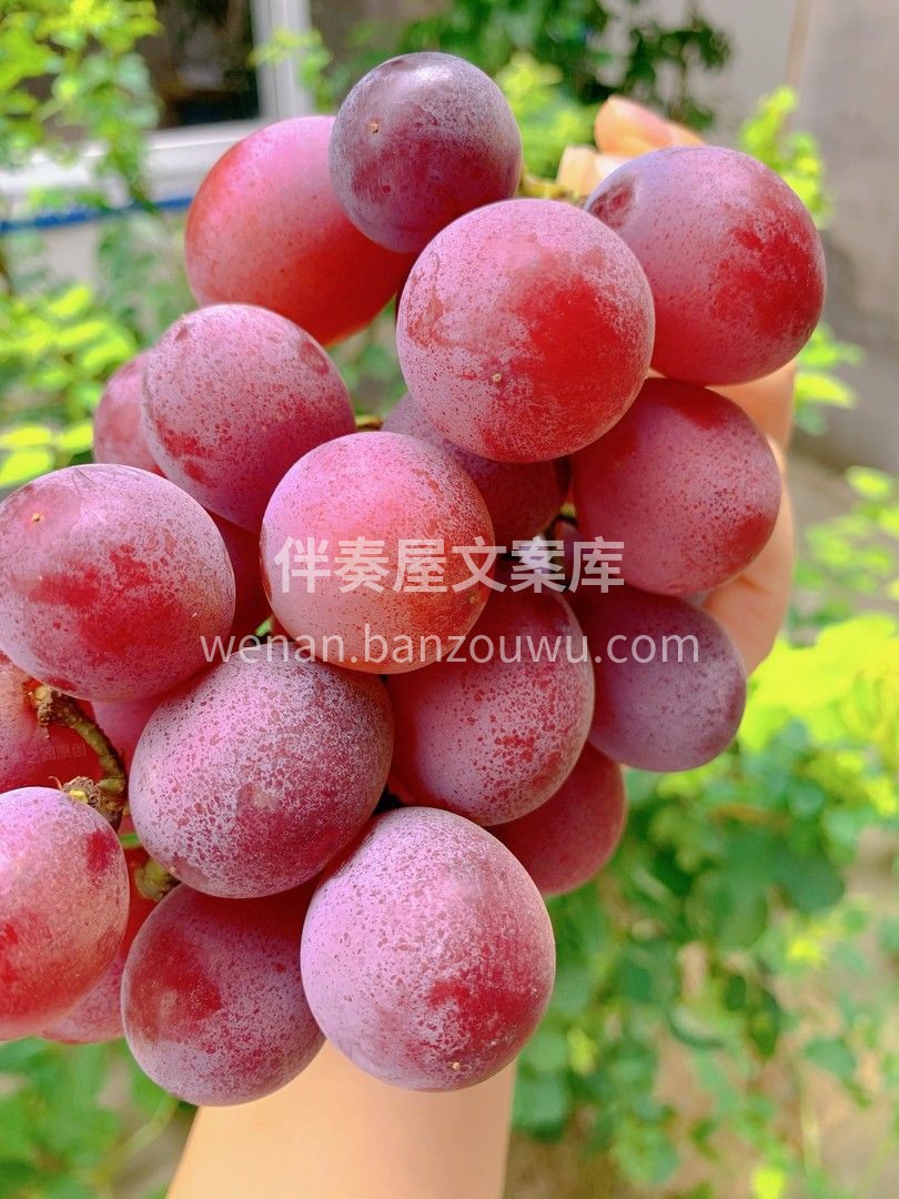 👉颜值、个头、口感、香味、甜度各方面来说 配图3
