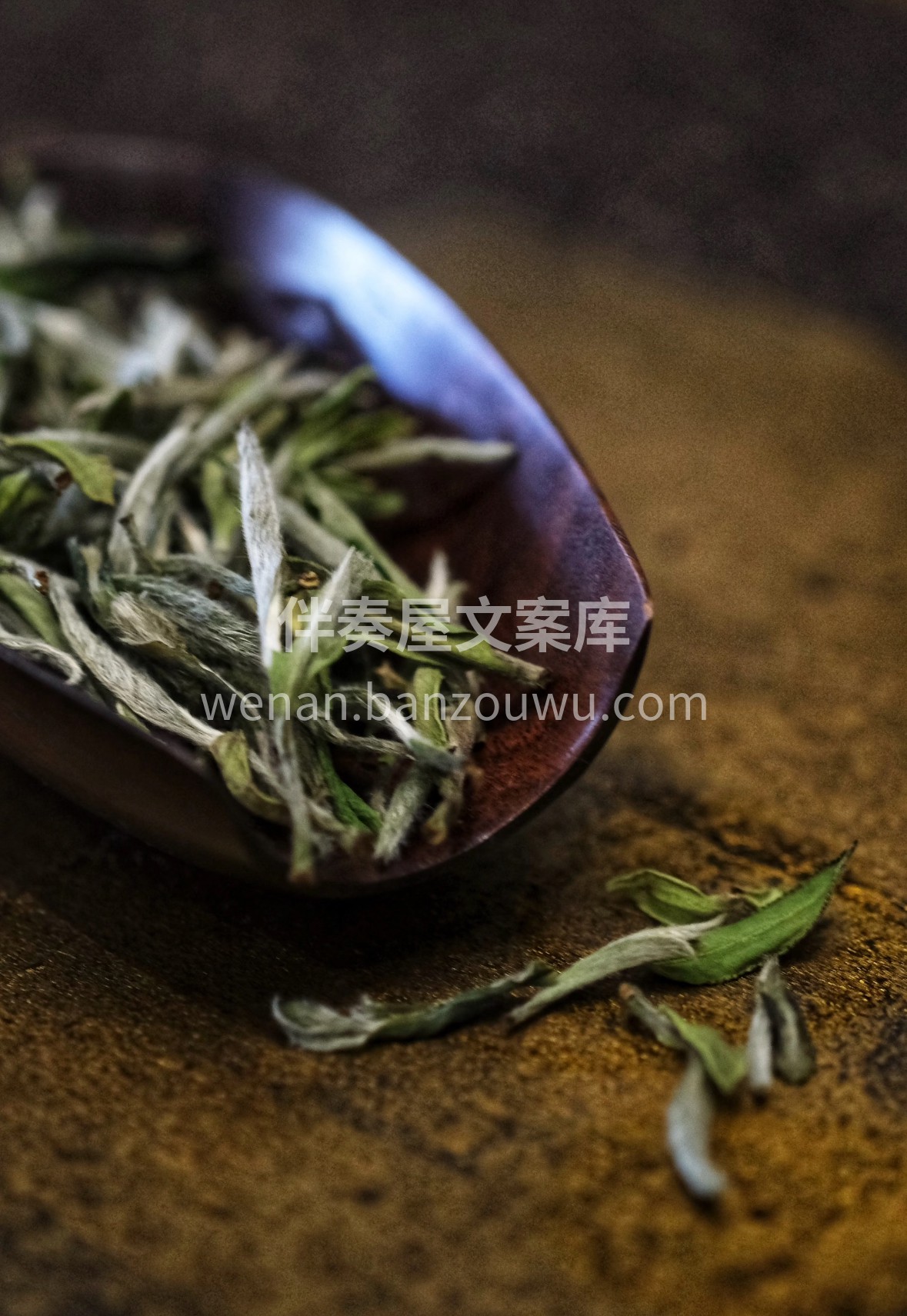 云栖山岚育灵芽，白牡丹凝露吐芳。银毫裹翠 配图1