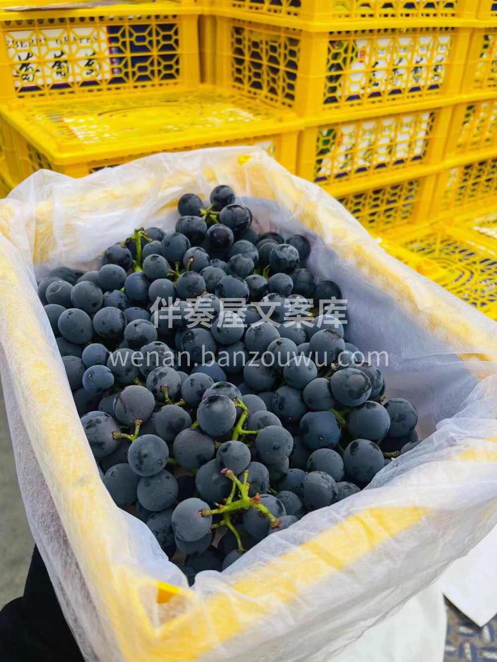 ?是‮萄葡‬出了‮还轨‬是蓝莓劈了腿?生 配图3