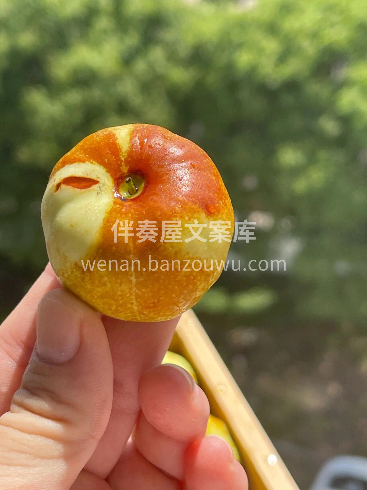 云南蟠枣替大家尝过了，口感真的很不错👍  配图3