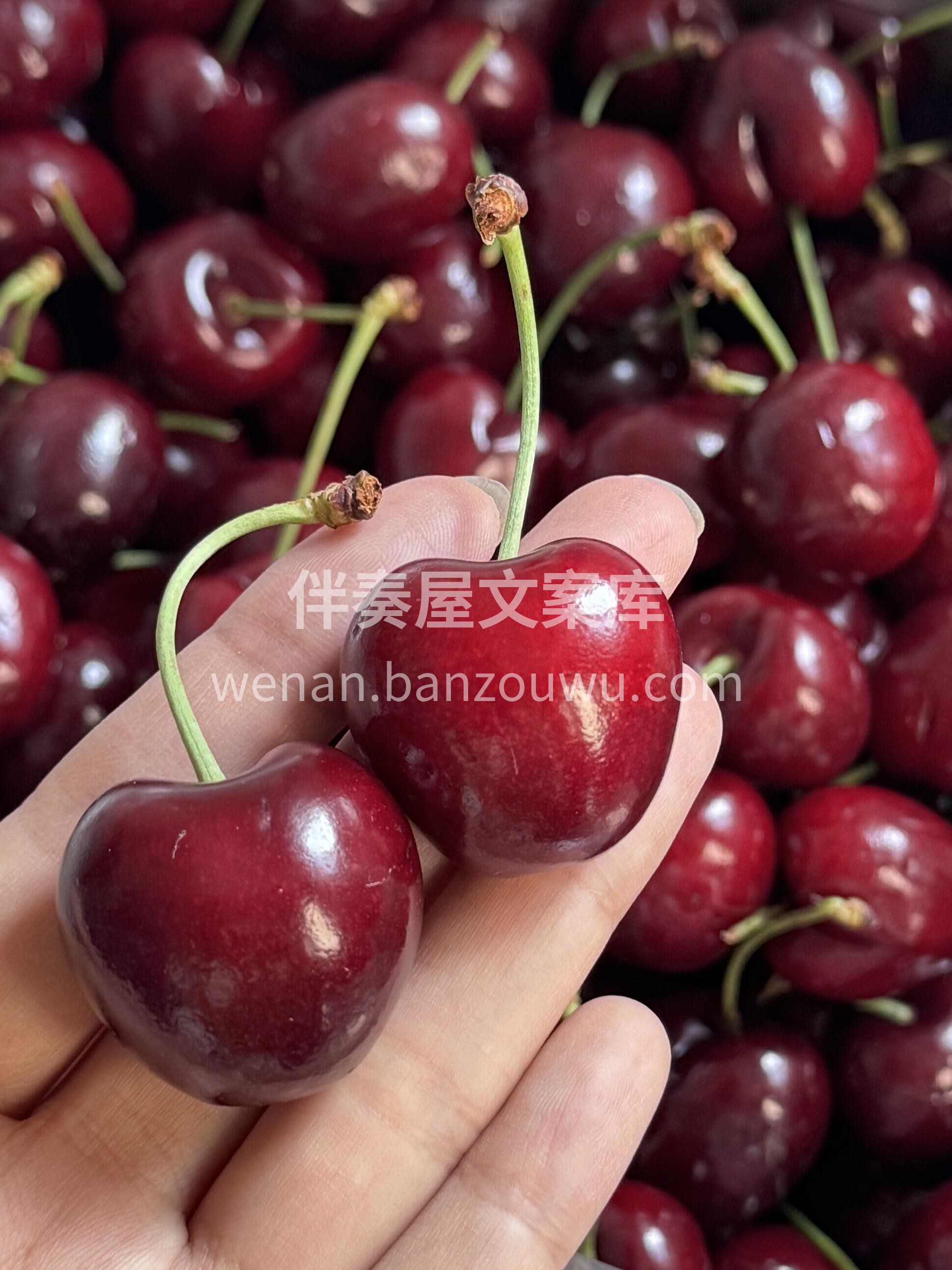 一整颗塞进嘴里🍒🍒，汁水万箭齐发🏊 进攻 配图1