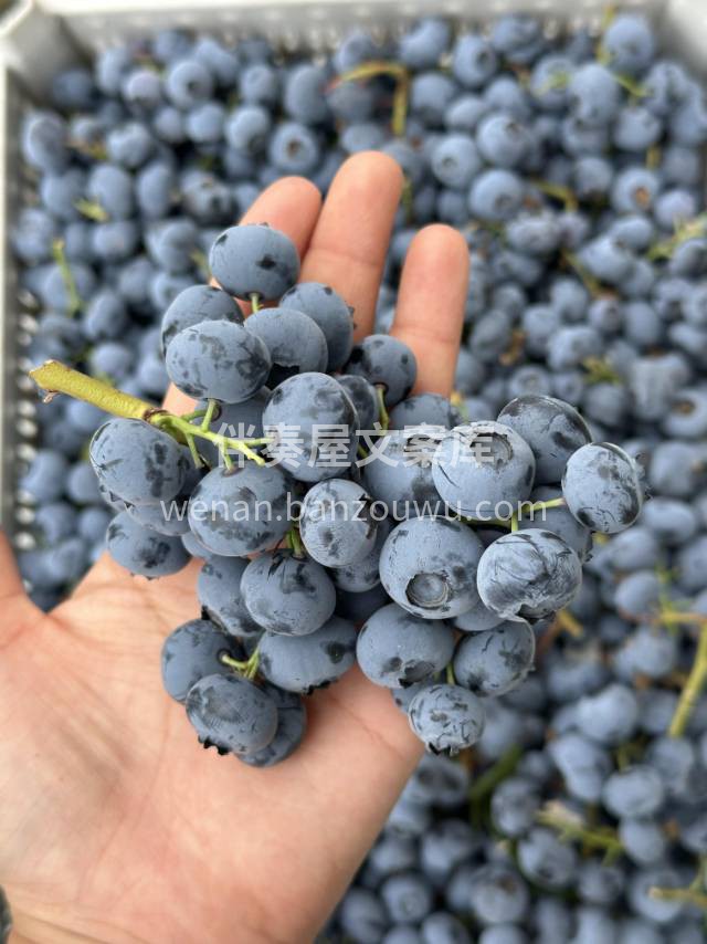 新鲜串蓝莓 🍃 👑蓝莓中的贵族，原枝采摘 配图1