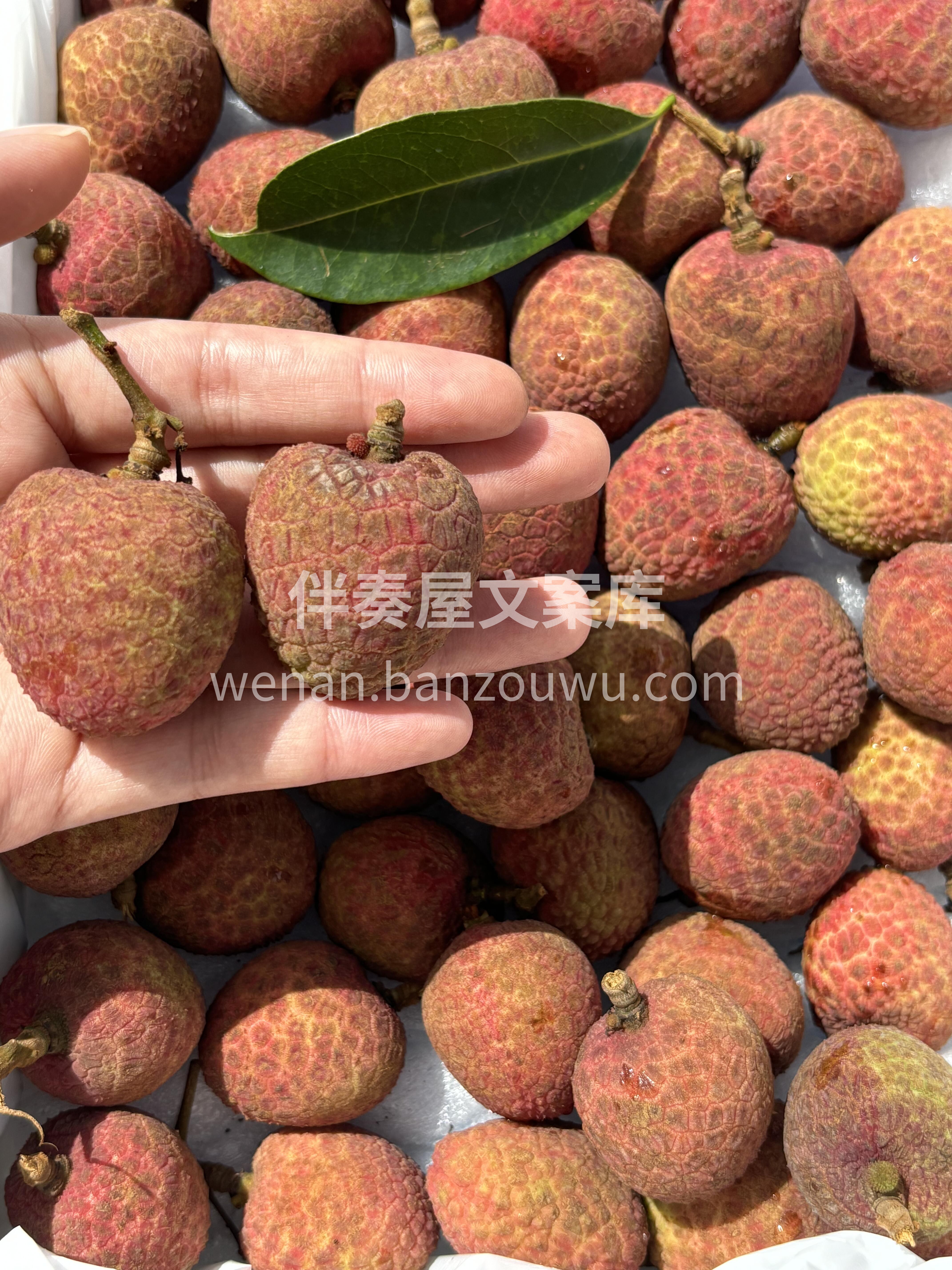 果肉如羊脂般，宛若凝脂🤍白嫩像个奶味果冻 配图1