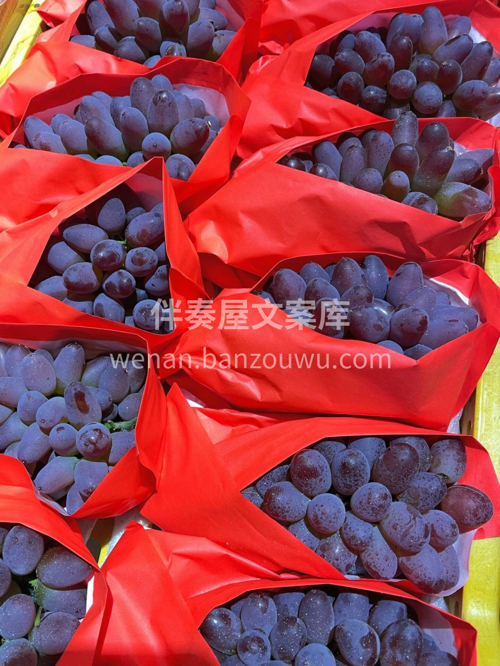 ?茉‮香莉‬葡萄?这一抹香甜，是‮动心‬ 配图2