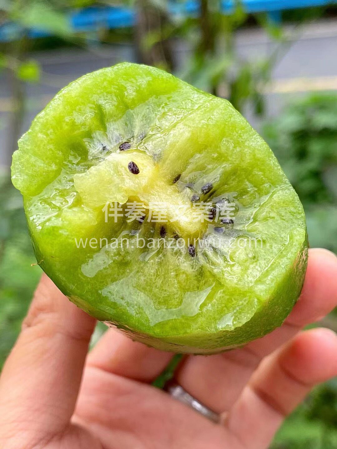 新西兰🇳🇿佳沛绿果 🥝维C含量之王👍🏻新 配图1