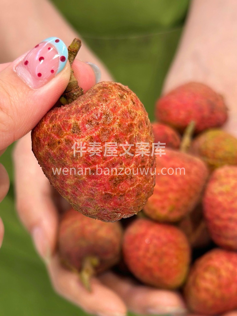 🌴来自海南的桂花香荔枝，有一股独特的桂花 配图2