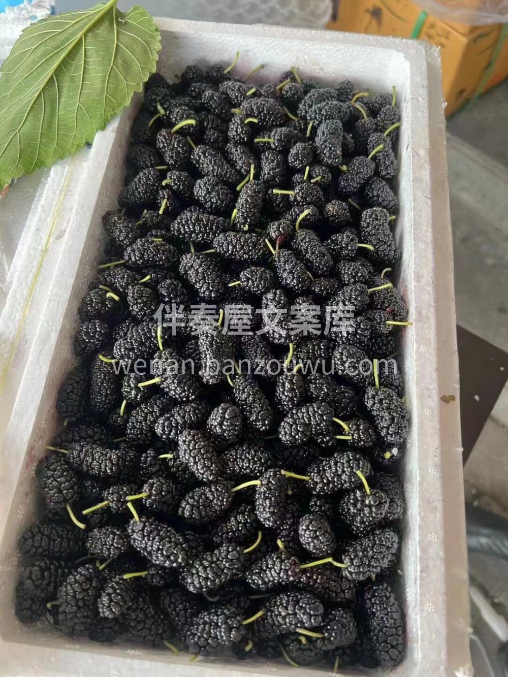 🍃攀枝花新鲜大果桑葚🌈果粒饱满，口感甜🍹 配图3