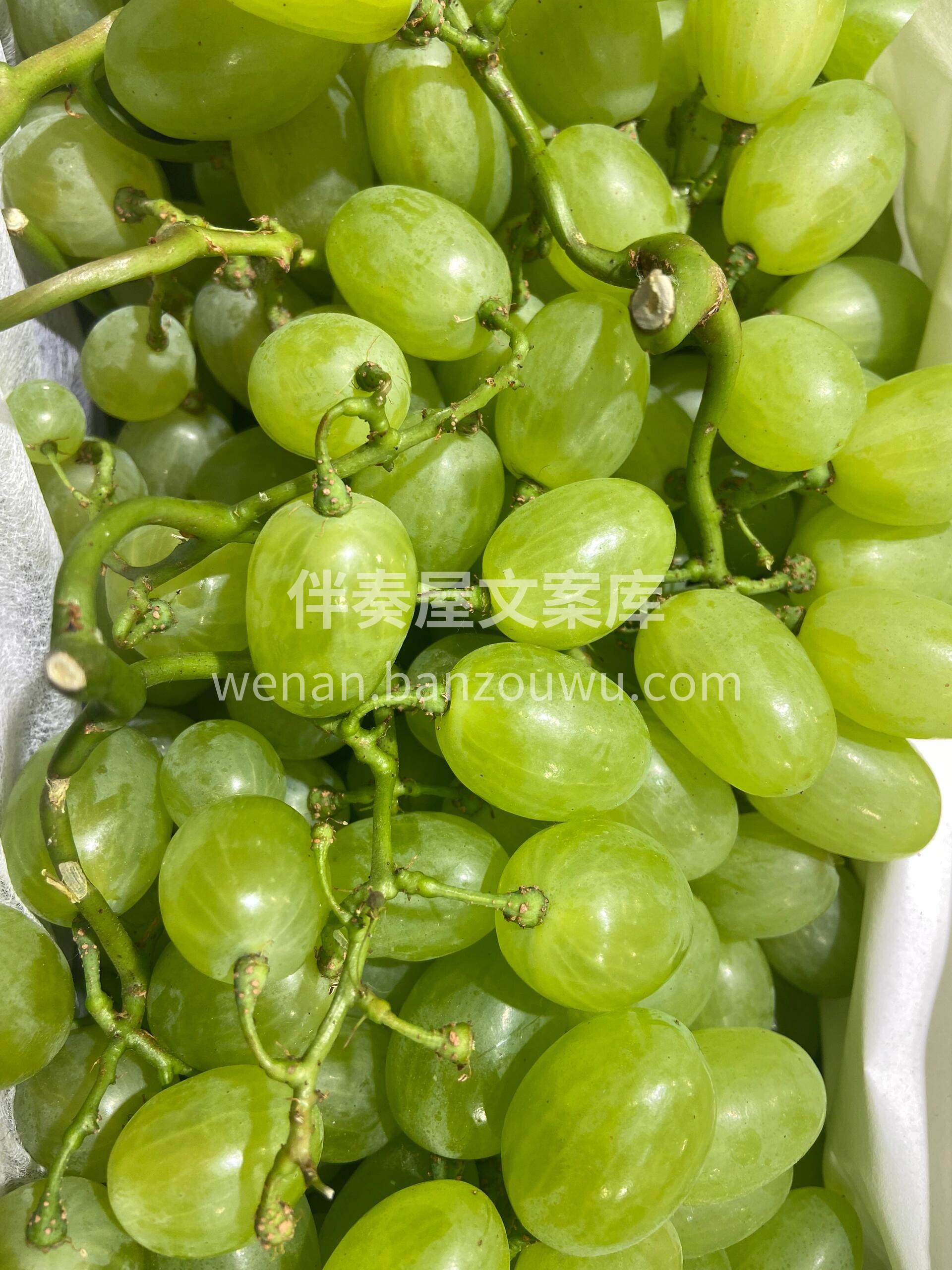 一口一个嘎嘣脆！💥这颗青提太太太脆了😋✨ 配图3