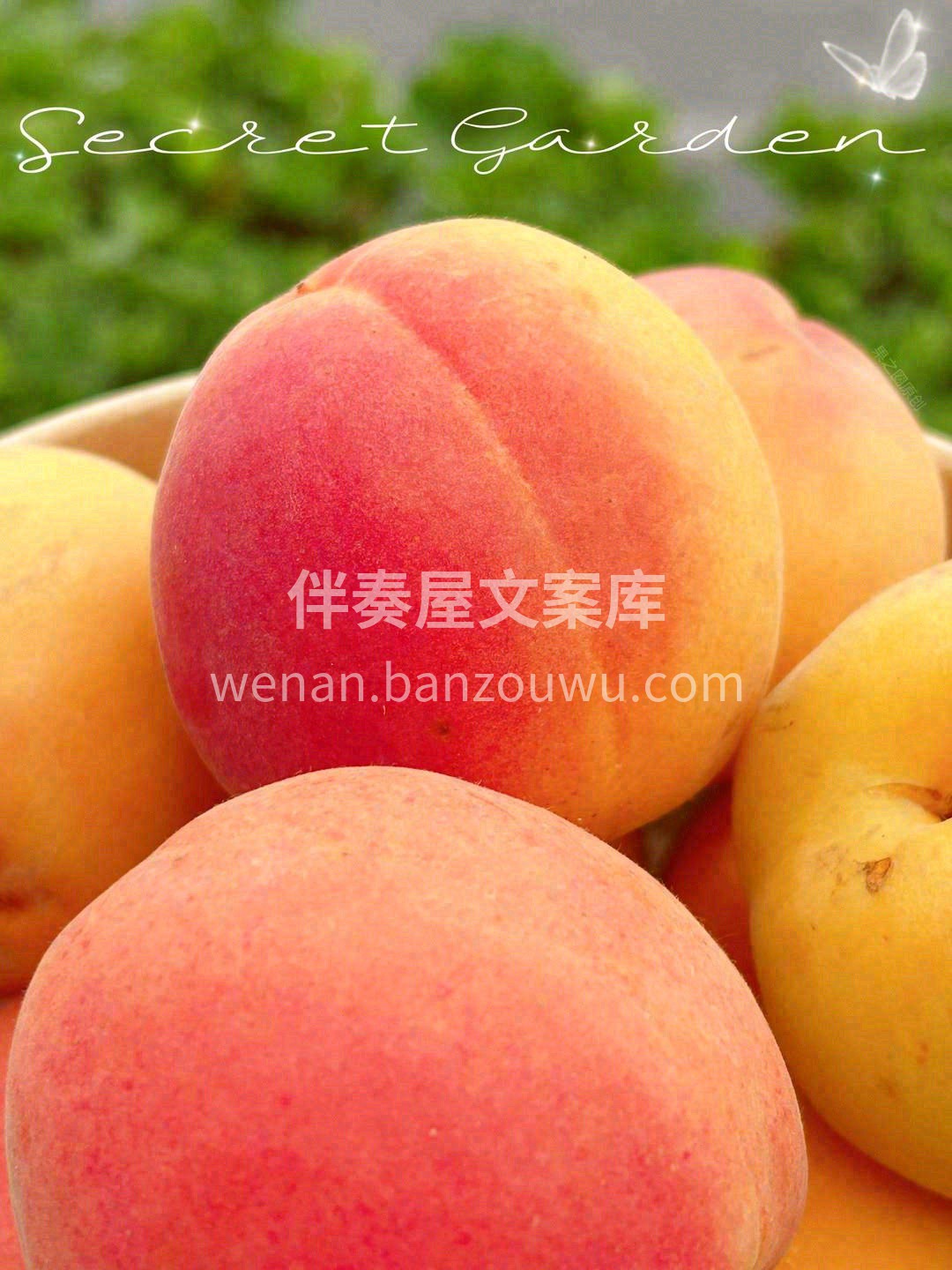 胭脂杏||春天最后的献礼💌 香味浓郁，杏 配图3