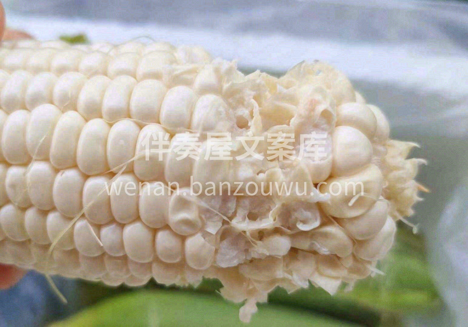 当你用力大咬一口牛奶玉米🌽会发现每一颗玉 配图2