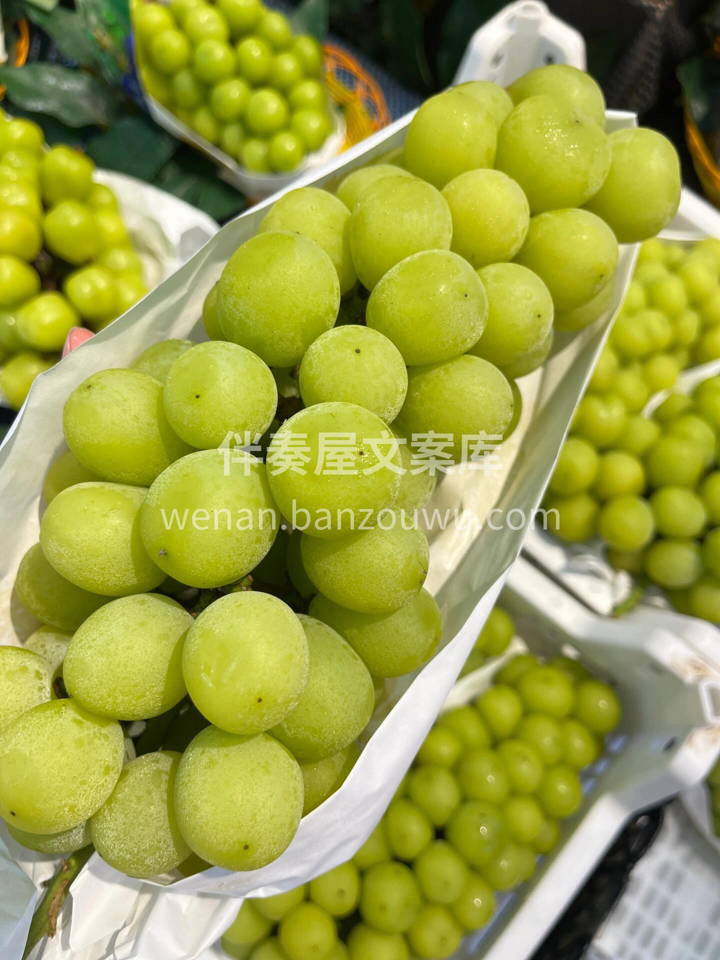 匠心级💎葡萄——阳光玫瑰🌿 超级奈斯—— 配图1