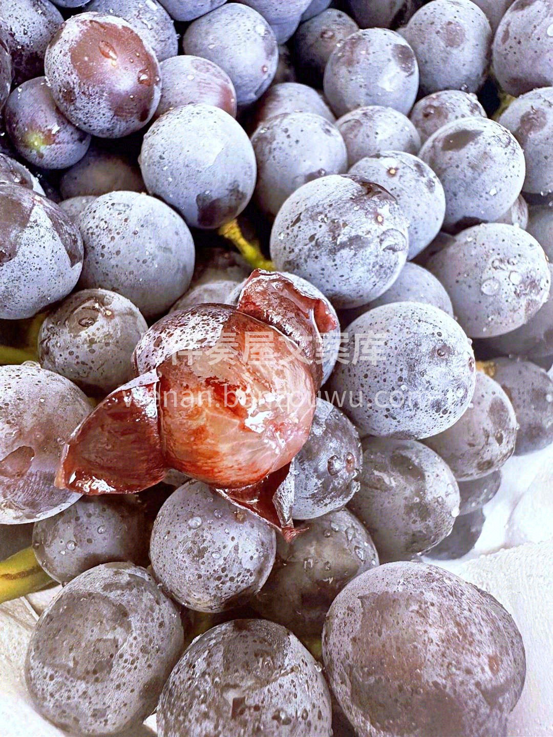 🍇乌黑的葡萄粒上覆着一层标榜着新鲜的白霜 配图2