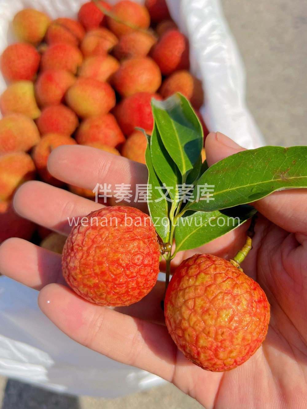 白糖罂荔枝，真的好甜🍭口感清甜，带有独特 配图2