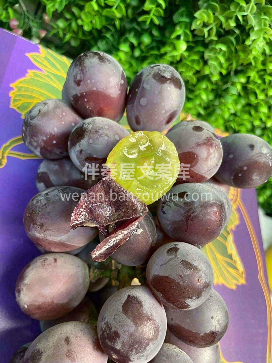 巨好吃的葡萄🍇，甜度是巨甜🍭🍭！ 汁水特 配图2