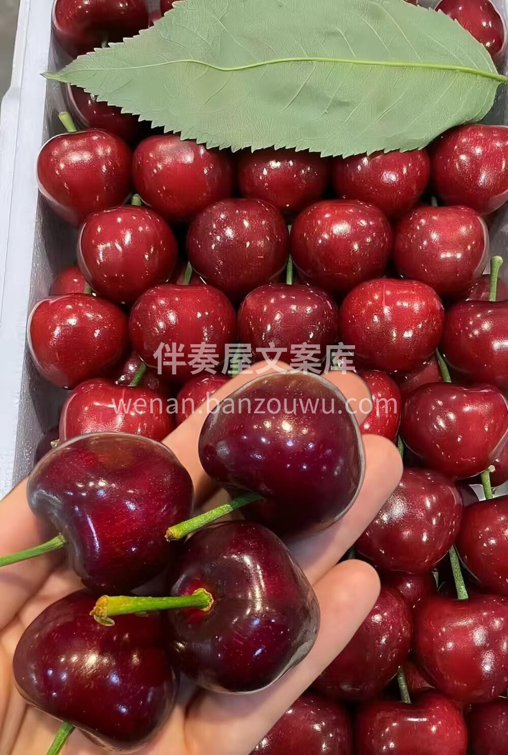 🍒 樱桃甜美来袭！ 果肉饱满，汁水超多💦 配图2