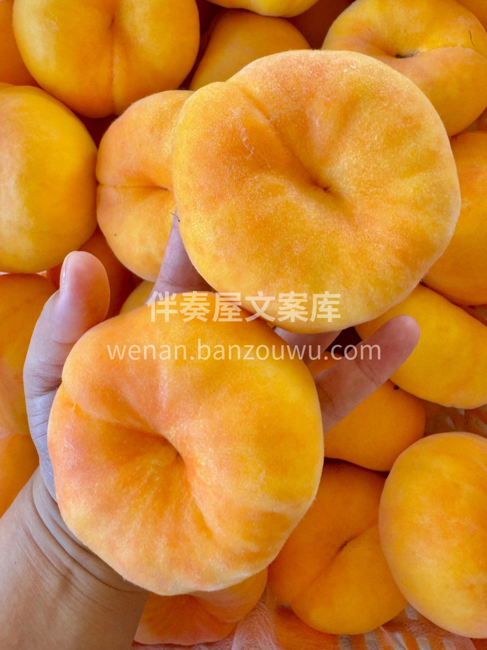 彩虹蟠桃💚不止于甜，味香浓郁，一爆口汁的 配图2
