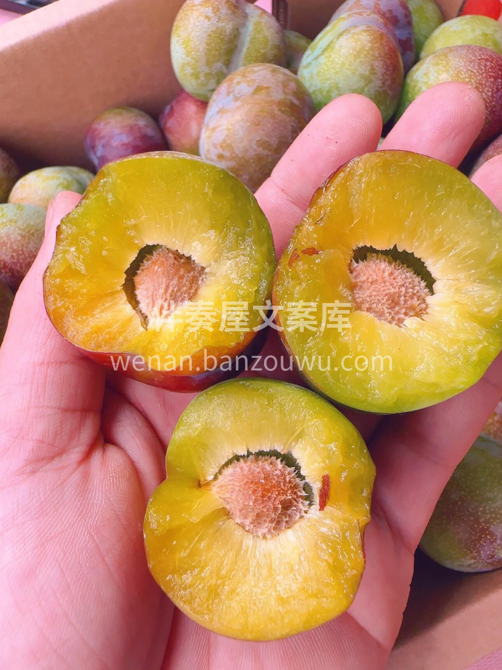 🥰正宗四川脱骨李💚果实色泽艳丽、个大肉厚 配图3
