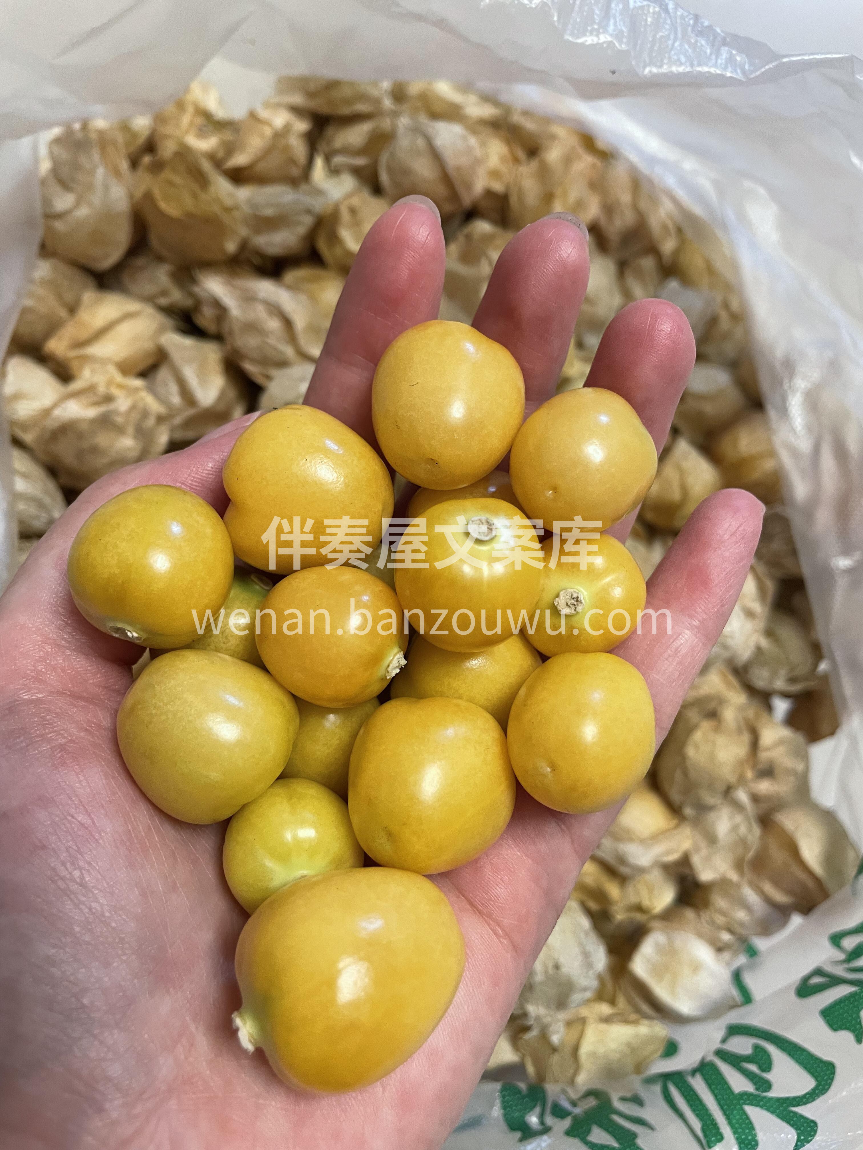 🍂水果中的“小零食”——姑娘果✨ 小盆友 配图3