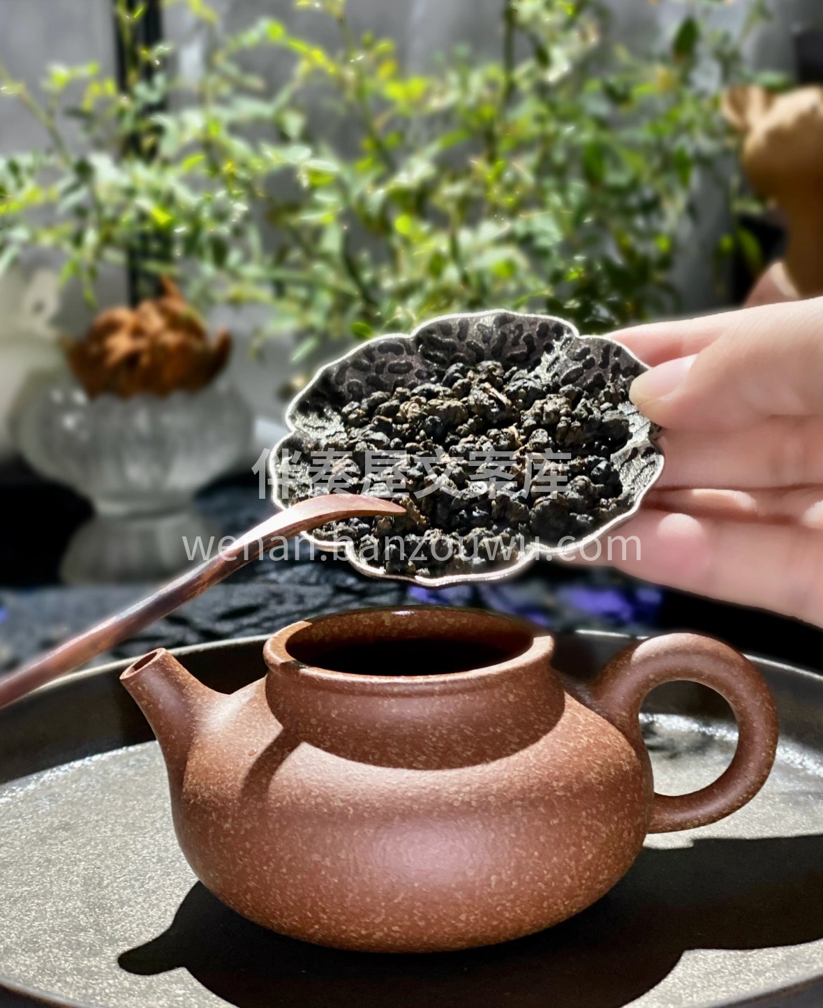 🌿 红乌龙藏着茶界温柔平衡术！干茶乌润带 配图1