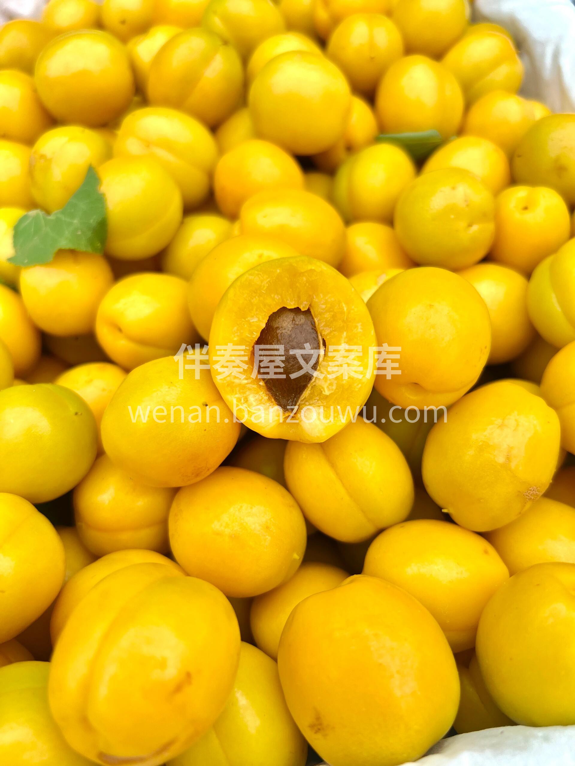 👑杏中皇后——珍珠油杏✨ 淡淡桂花香诱人 配图2