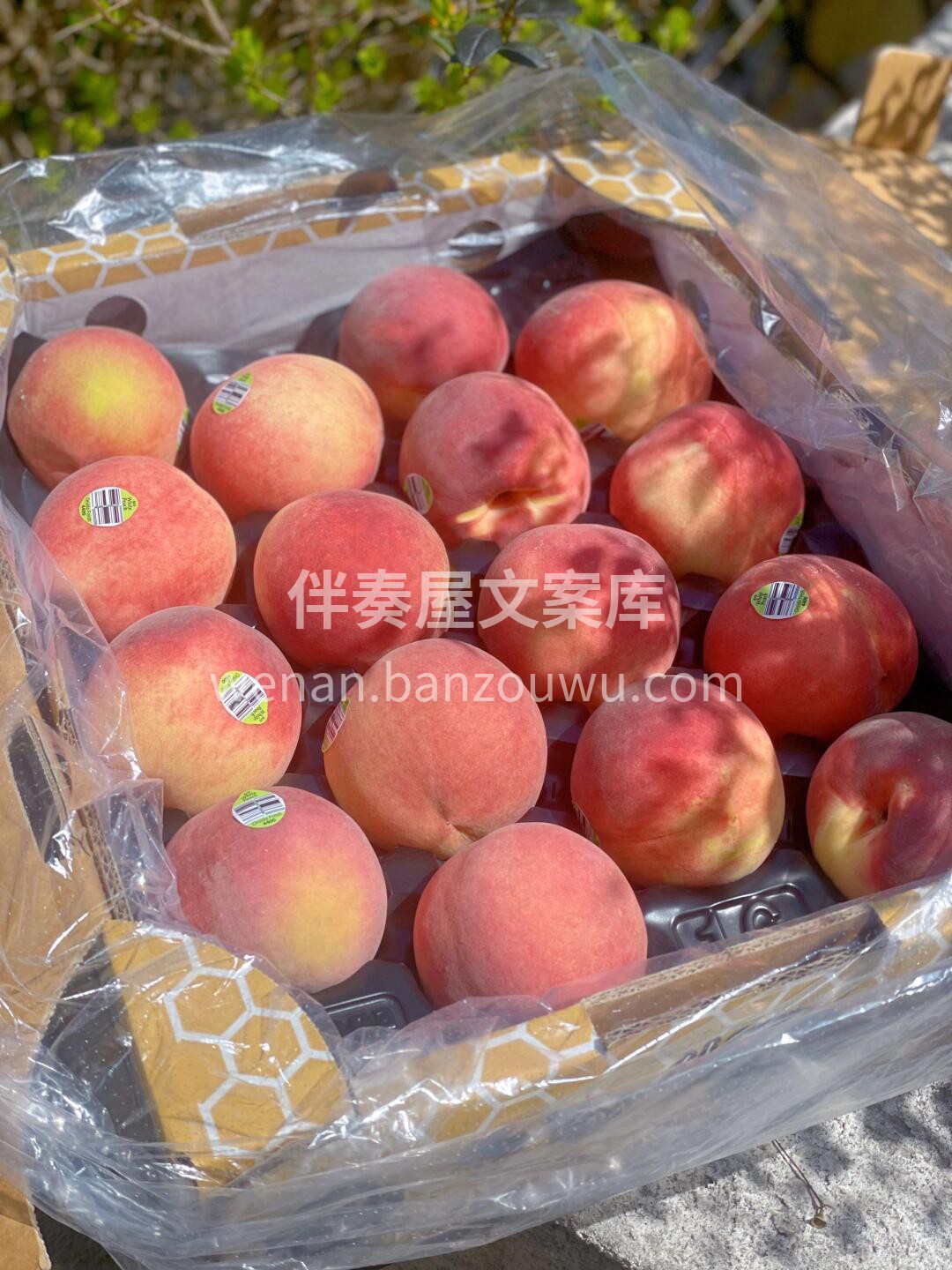 全球最好吃的桃子🍑，糖度高达20+🍯 桃 配图3