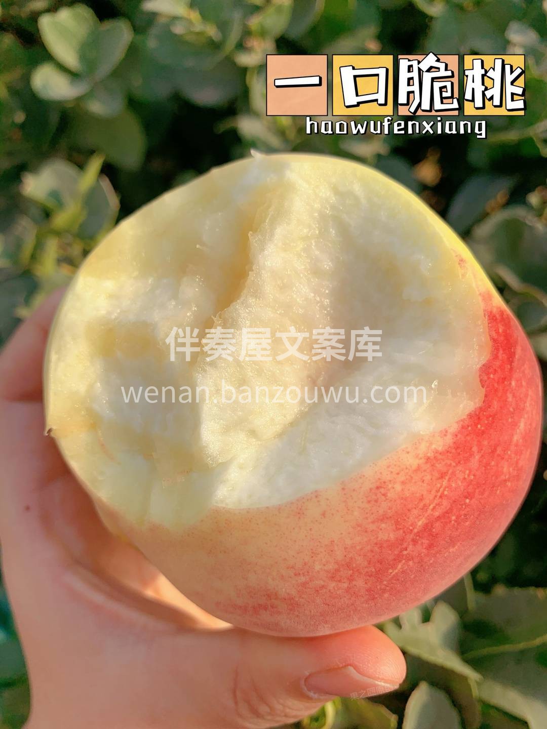 🍑金秋红蜜圆润丰满，粉嫩的果皮里透出一抹 配图1