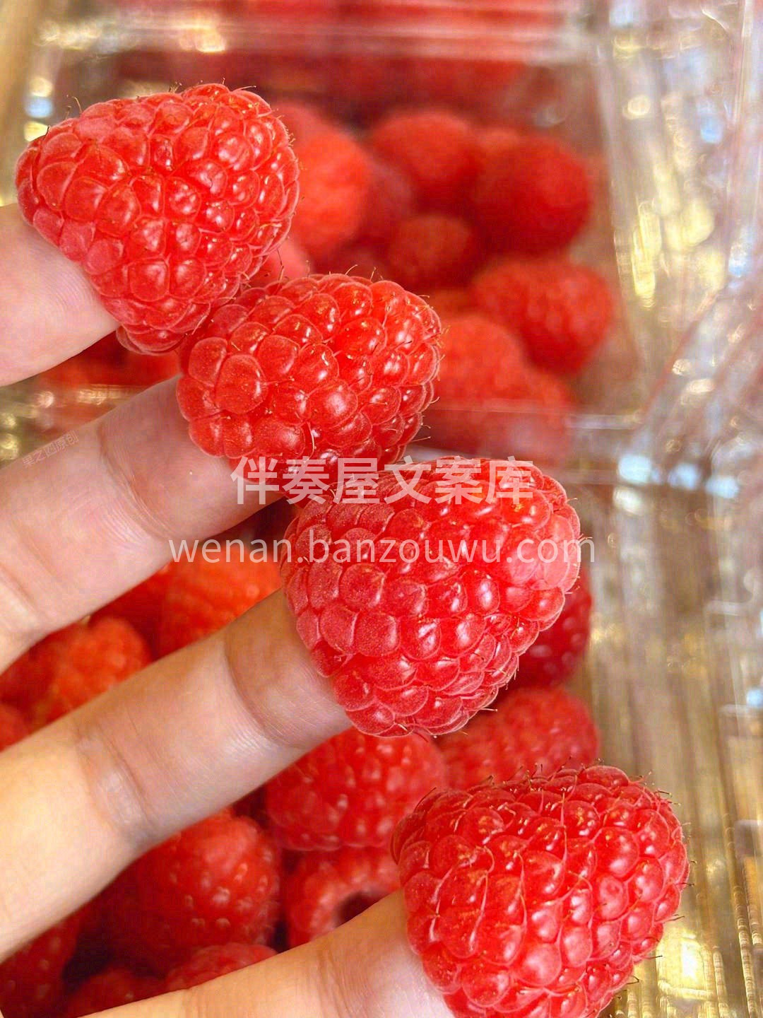 ✅Driscolls怡颗莓红树莓，深受健 配图1