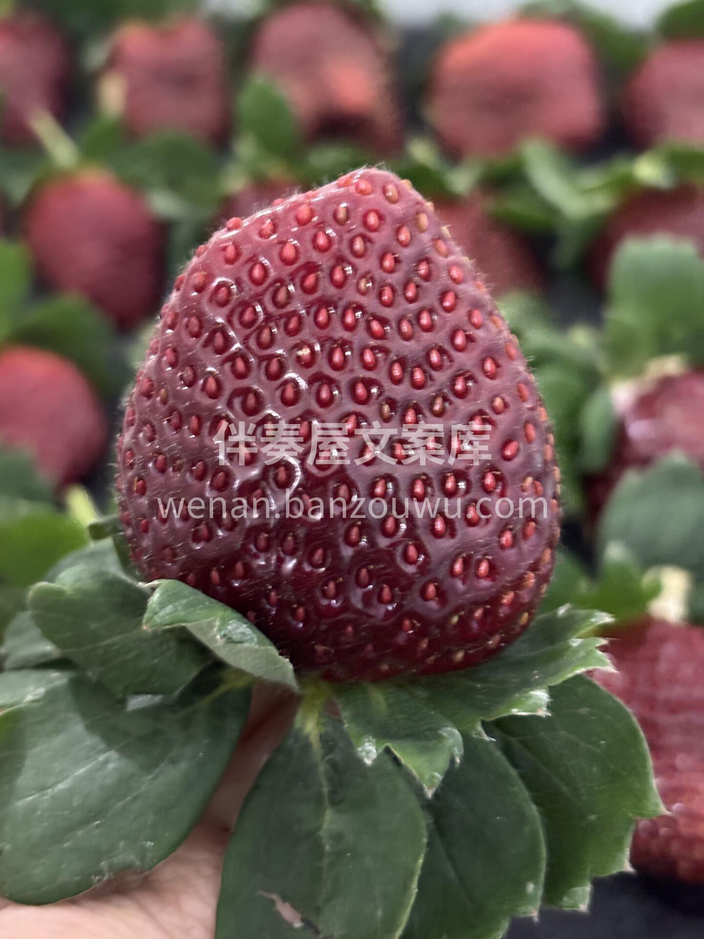 今日限定“黑草莓”🍓 外表是高冷的深绯色 配图3