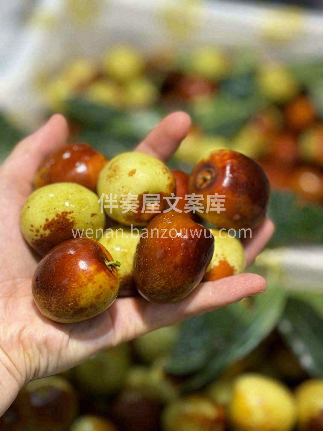 甜透心的冬枣🌸！颗颗大个头🍭，脆甜爽口  配图2