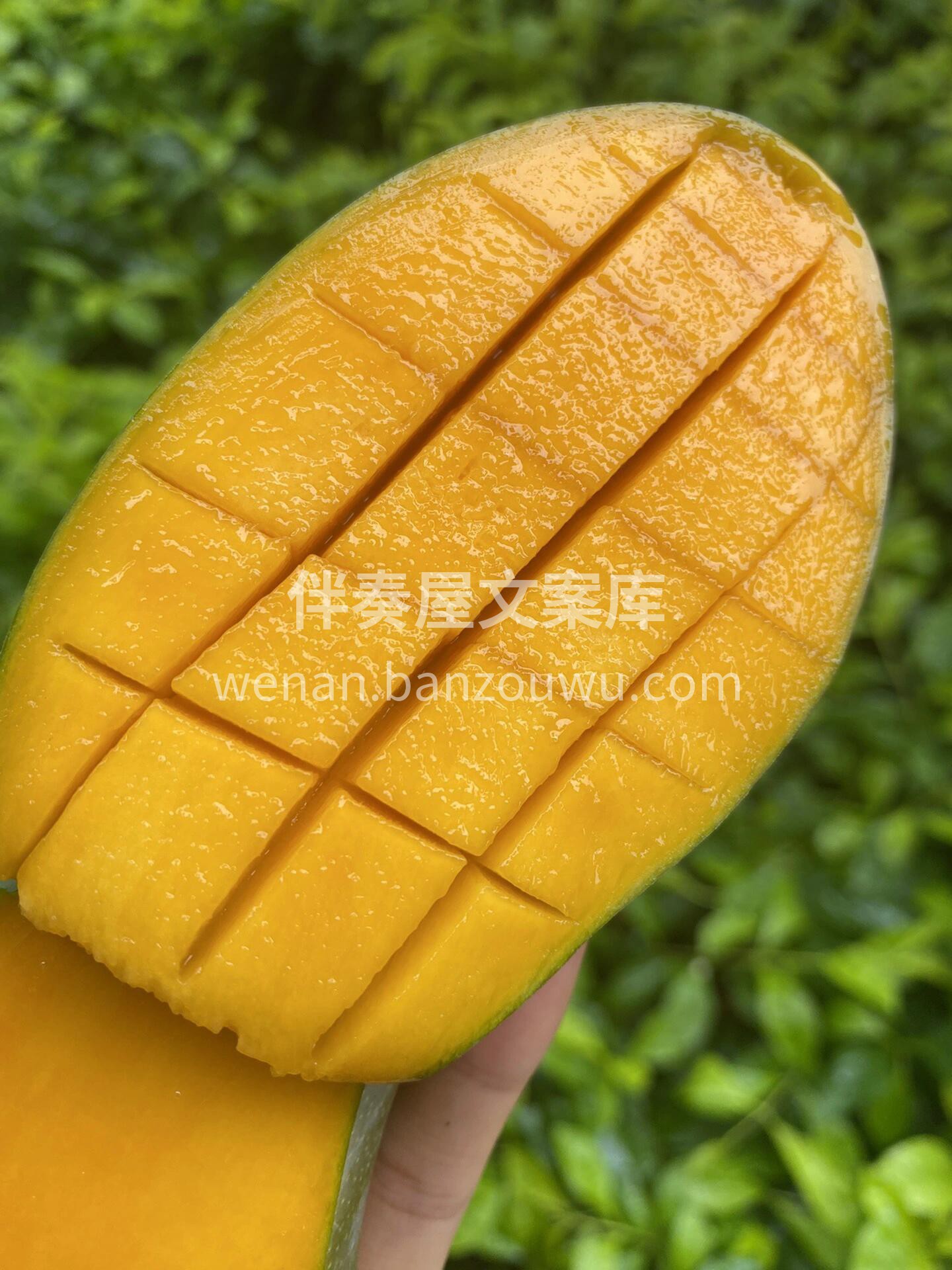 🌈广西树熟百色金煌芒🥭 没有娇艳的外表， 配图1