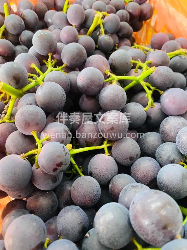 精品巨峰葡萄🍇颗颗饱满，圆润！ 一口爆汁 配图2