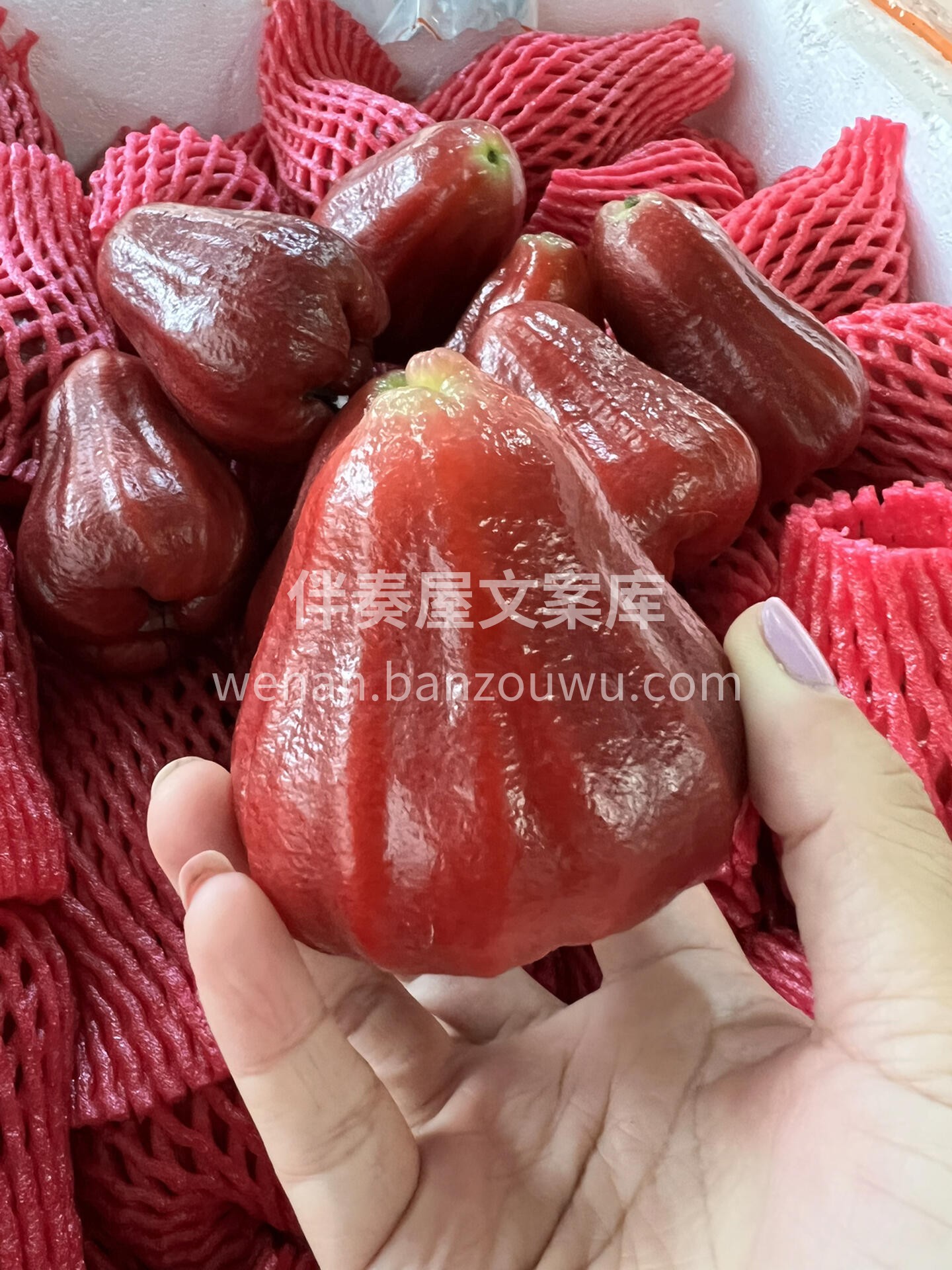 💧 莲雾！ 💦 台湾黑金刚，水分炸弹 💣 配图1
