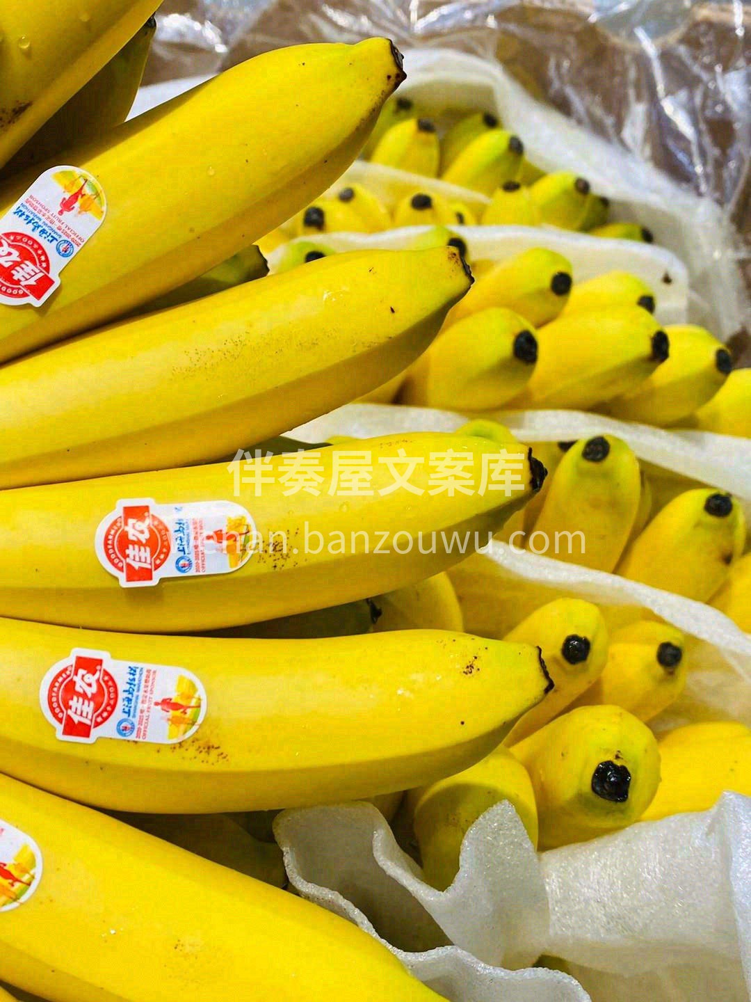 今日份的小可爱——Baby皇帝蕉🍌 一口 配图2