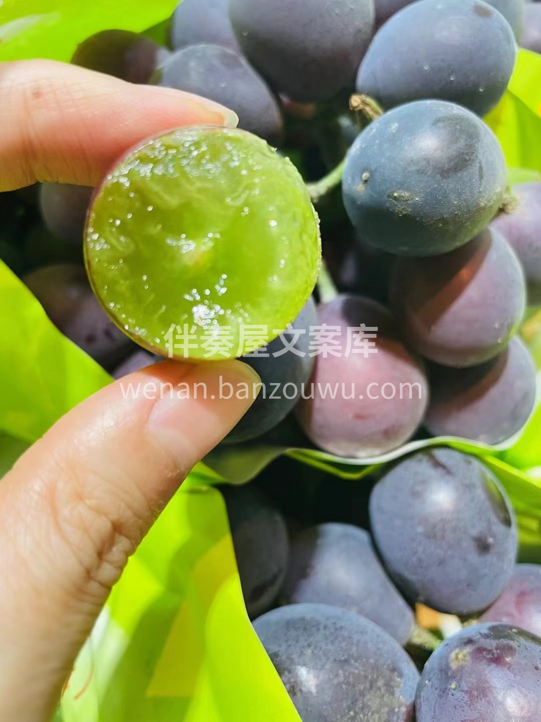 辽峰葡萄鲜甜美味😍 果香四溢，滴汁成蜜  配图1