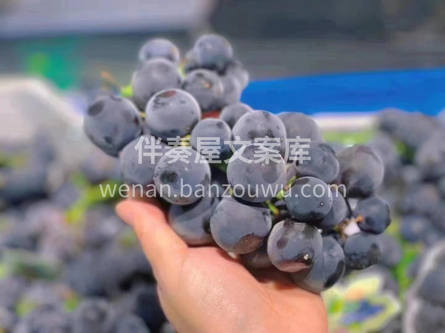 巨峰葡萄：一份坚守的味道🙋，一份淳朴的葡 配图2