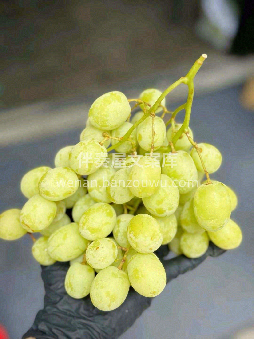 ✈️来自南半球澳洲甜地球青提🍇 颗颗晶莹 配图1