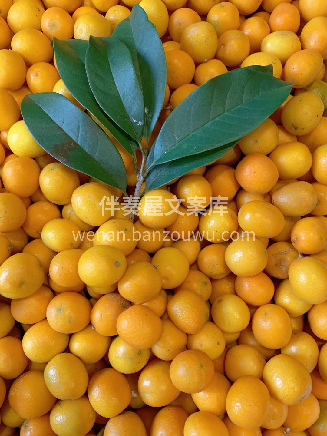 🍊黄澄澄的，喜气洋洋 有种吉祥如意，金玉 配图2