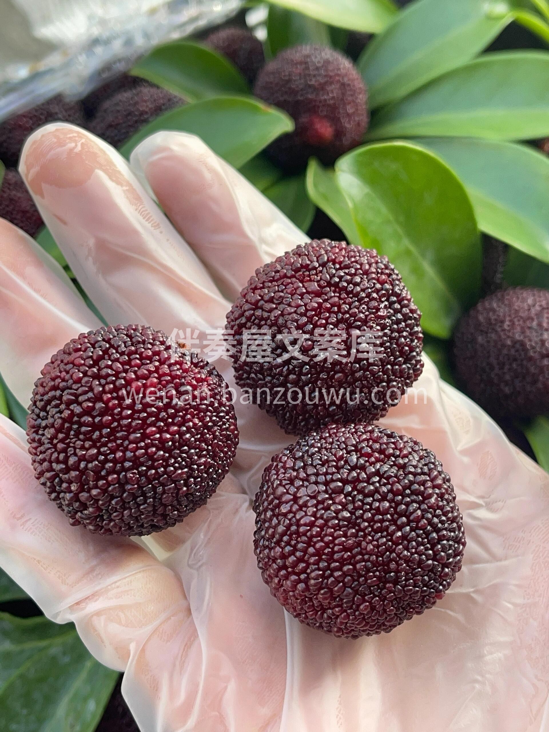 今年的杨梅都又黑又大的，口感也是纯甜呀🍭 配图3