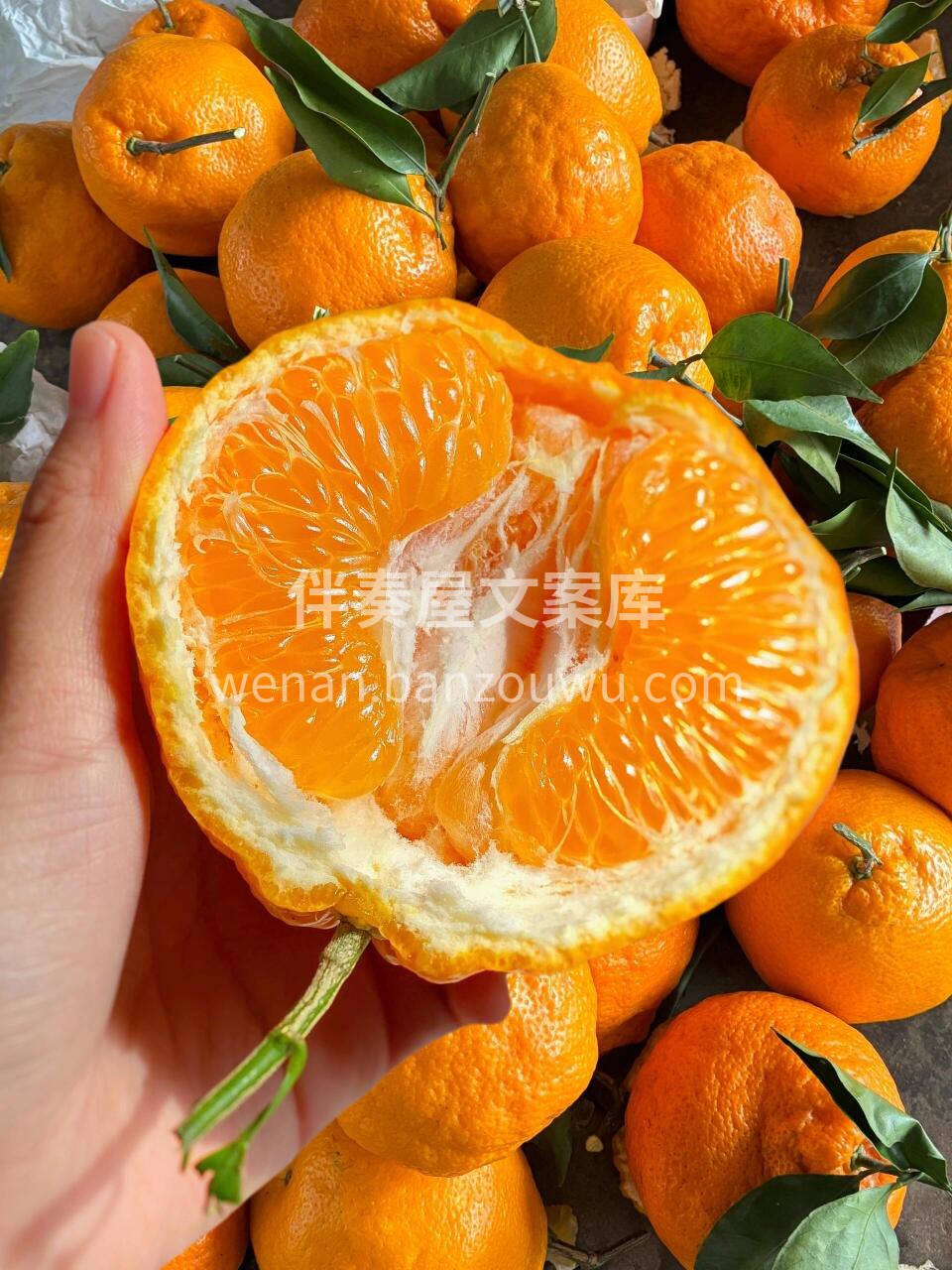 🍊春见耙耙柑真的很顶‼️ 轻轻一掰就开👌 配图3